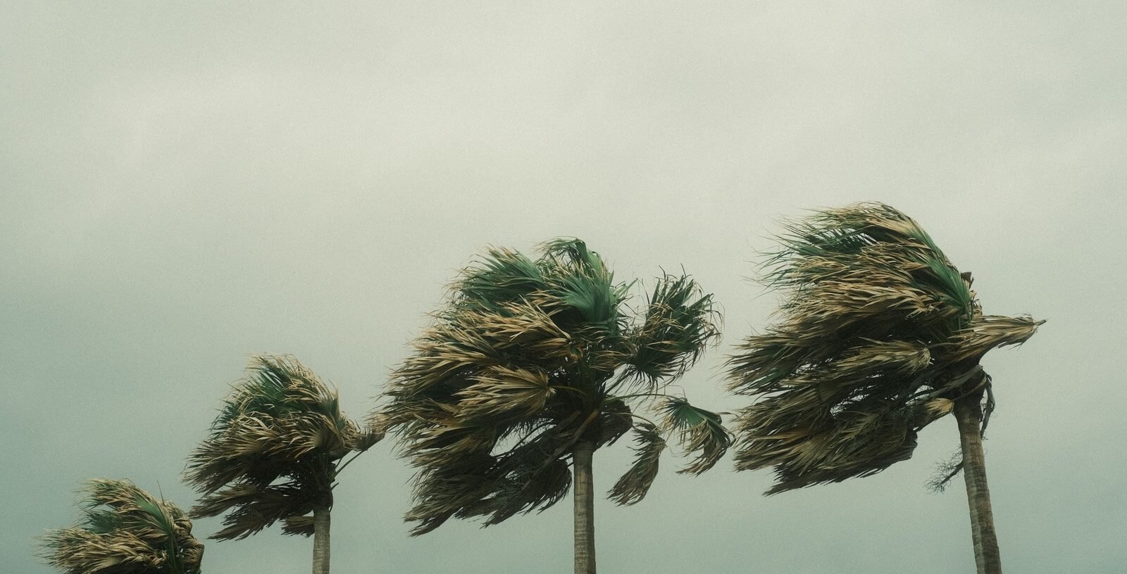 Palm trees bent by strong wind under a grey storm sky