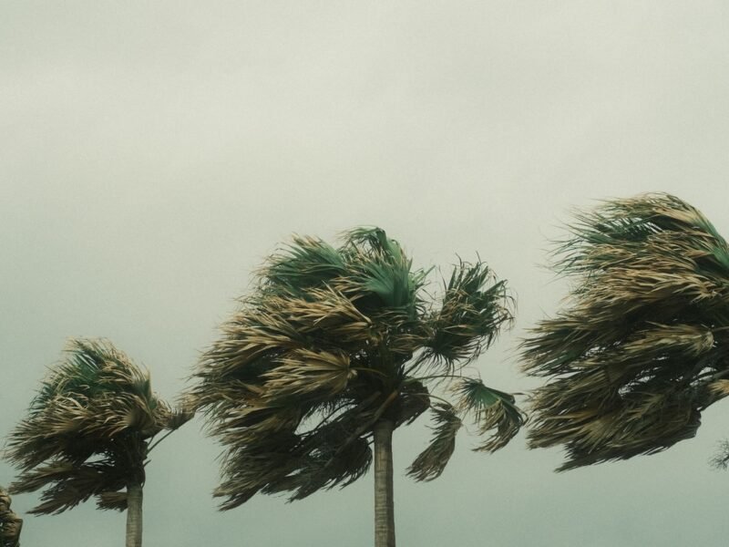 Palm trees bent by strong wind under a grey storm sky